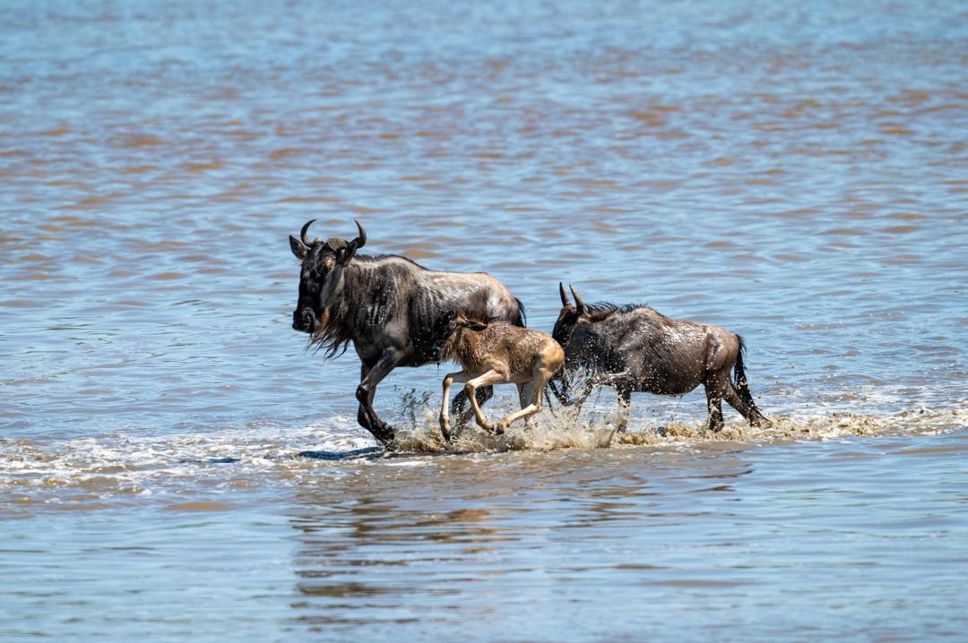 Ngorongoro-kratern