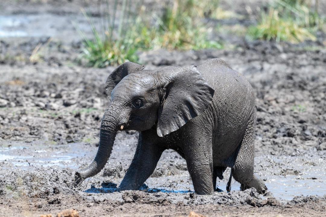 Arusha National Park