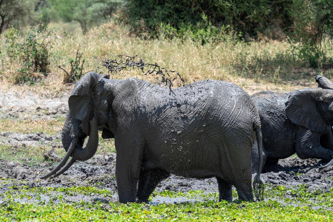 Ngorongoro Crater